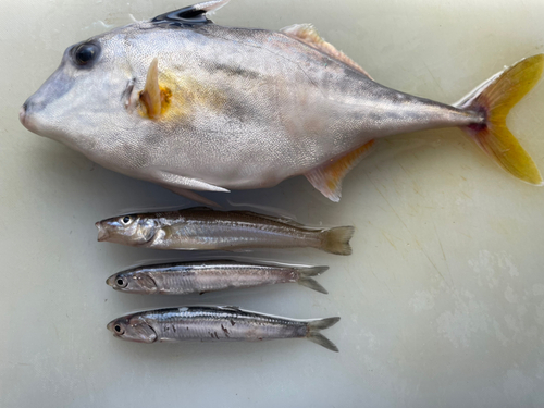 釣果