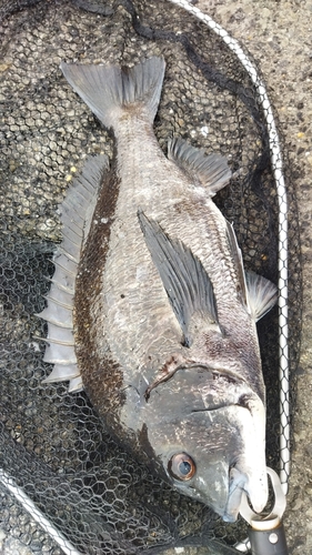 チヌの釣果