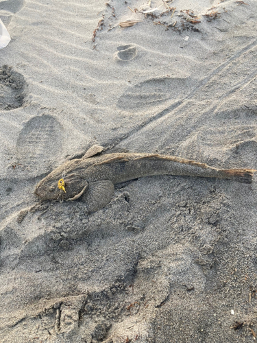 マゴチの釣果