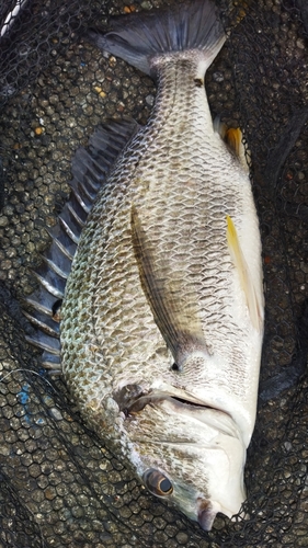 キビレの釣果