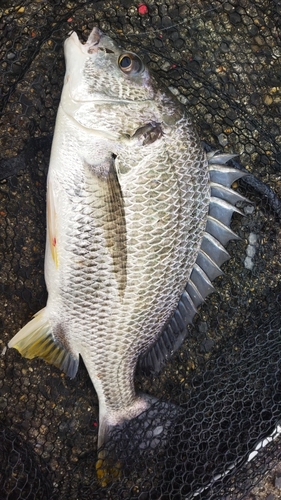 キビレの釣果