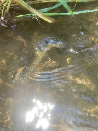 ウグイの釣果