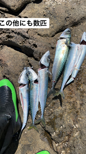 サバの釣果