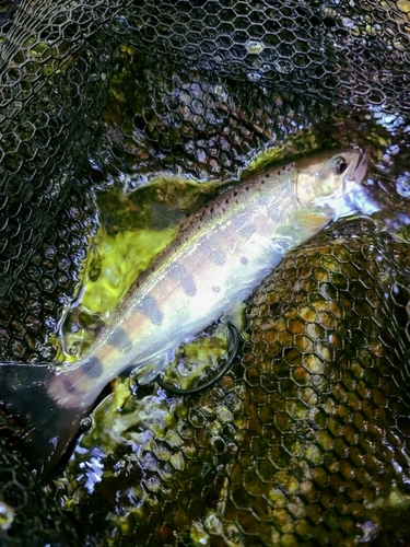 ヤマメの釣果