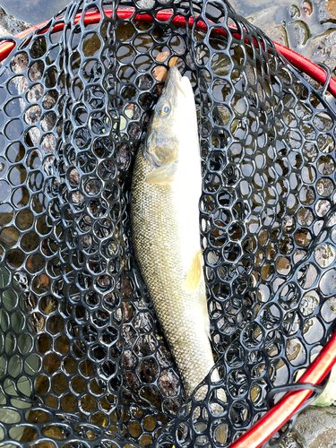 ウグイの釣果