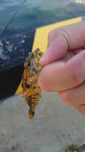 アサヒアナハゼの釣果