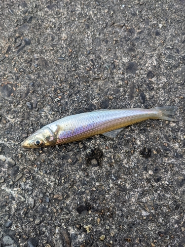 キスの釣果