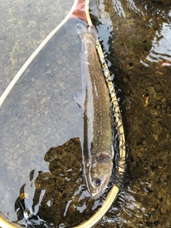 イワナの釣果