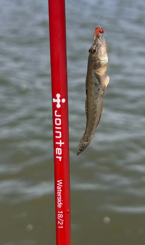 マハゼの釣果