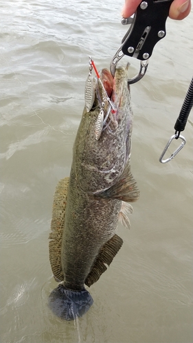 ライギョの釣果