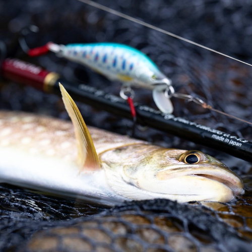 エゾイワナの釣果