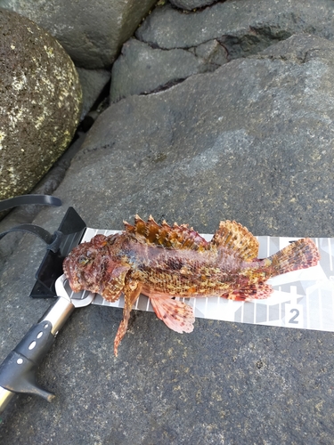 オニカサゴの釣果