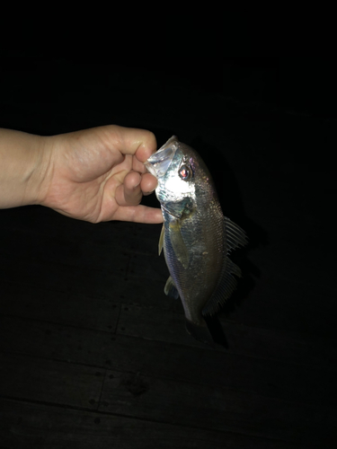 イシモチの釣果