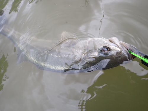 スズキの釣果