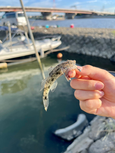 マハゼの釣果