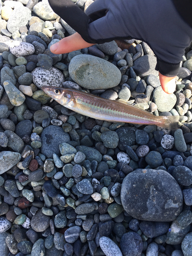 シロギスの釣果