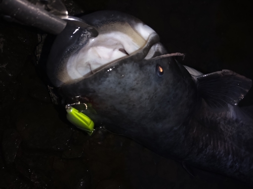 ビワコオオナマズの釣果