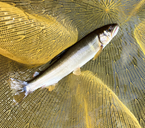 アユの釣果