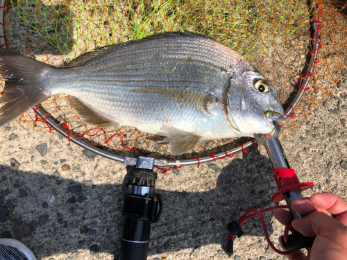 ヘダイの釣果