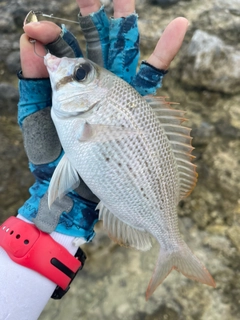 シロダイの釣果