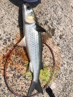 ボラの釣果