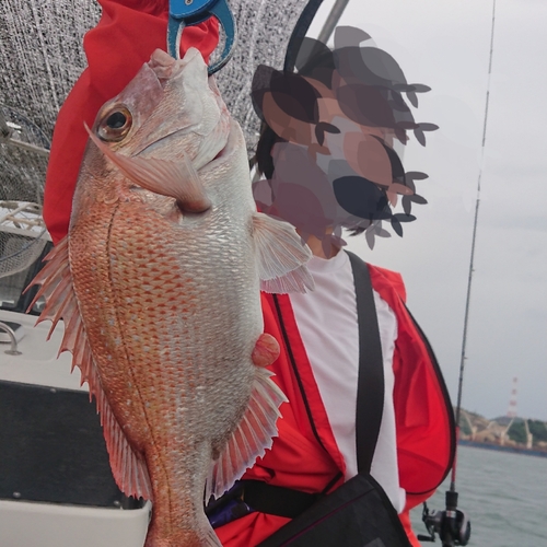 マダイの釣果