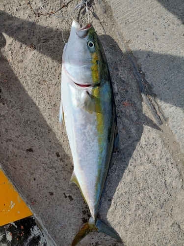 ブリの釣果