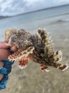 オニカサゴの釣果