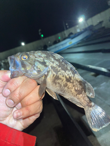 クロソイの釣果