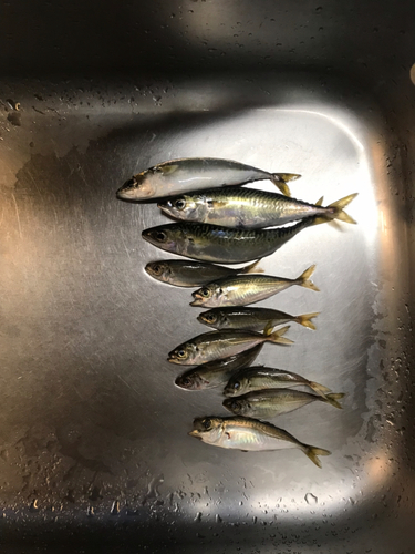 アジの釣果