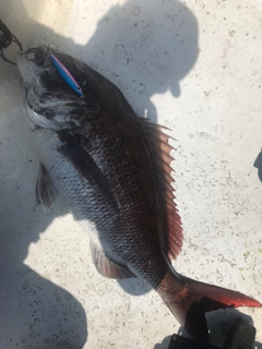 マダイの釣果