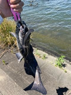 アメリカナマズの釣果