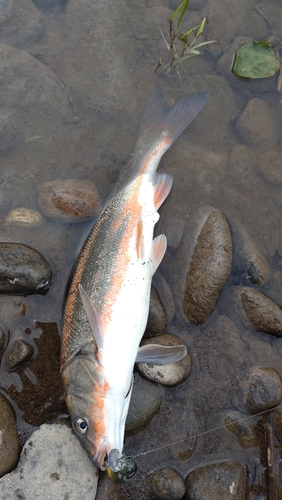 ウグイの釣果