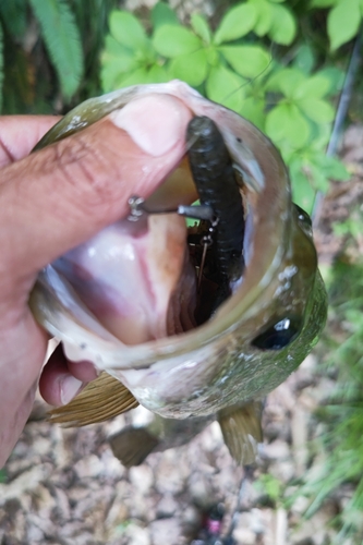 ラージマウスバスの釣果