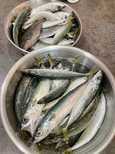 サバの釣果