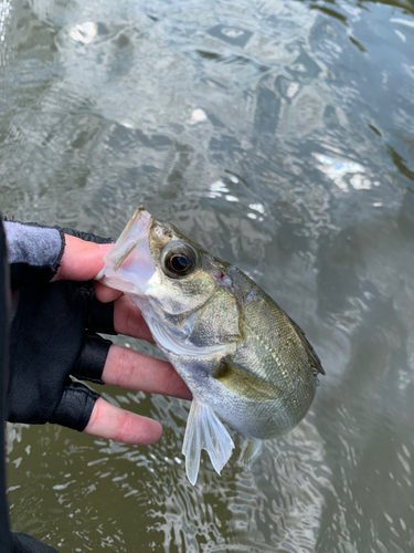 セイゴ（マルスズキ）の釣果