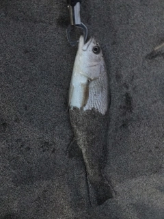 イシモチの釣果