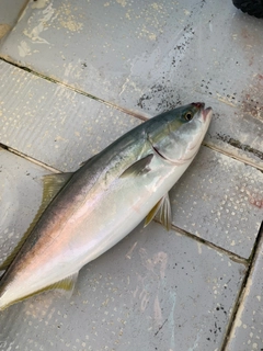 ハマチの釣果