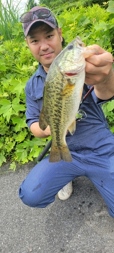 ブラックバスの釣果