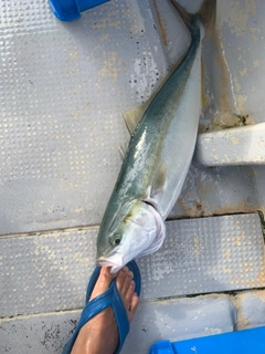 ハマチの釣果