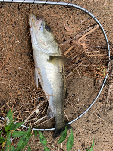 セイゴ（マルスズキ）の釣果