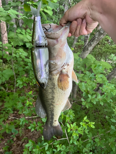 ブラックバスの釣果