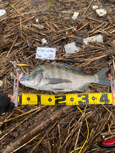 チヌの釣果