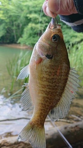 ブルーギルの釣果