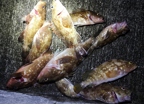 アコウの釣果