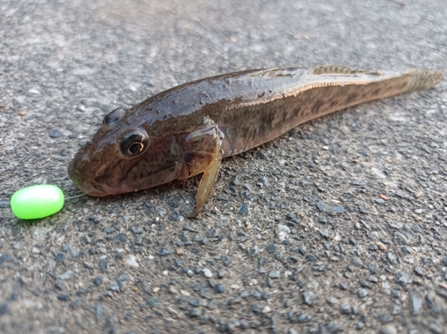 マハゼの釣果