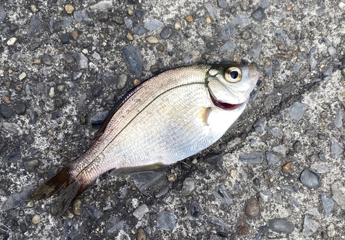 ウミタナゴの釣果