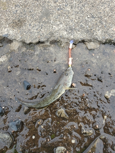 マハゼの釣果