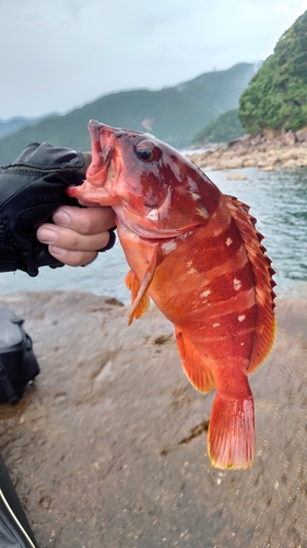 アカハタの釣果