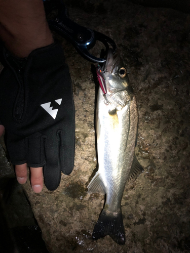 スズキの釣果